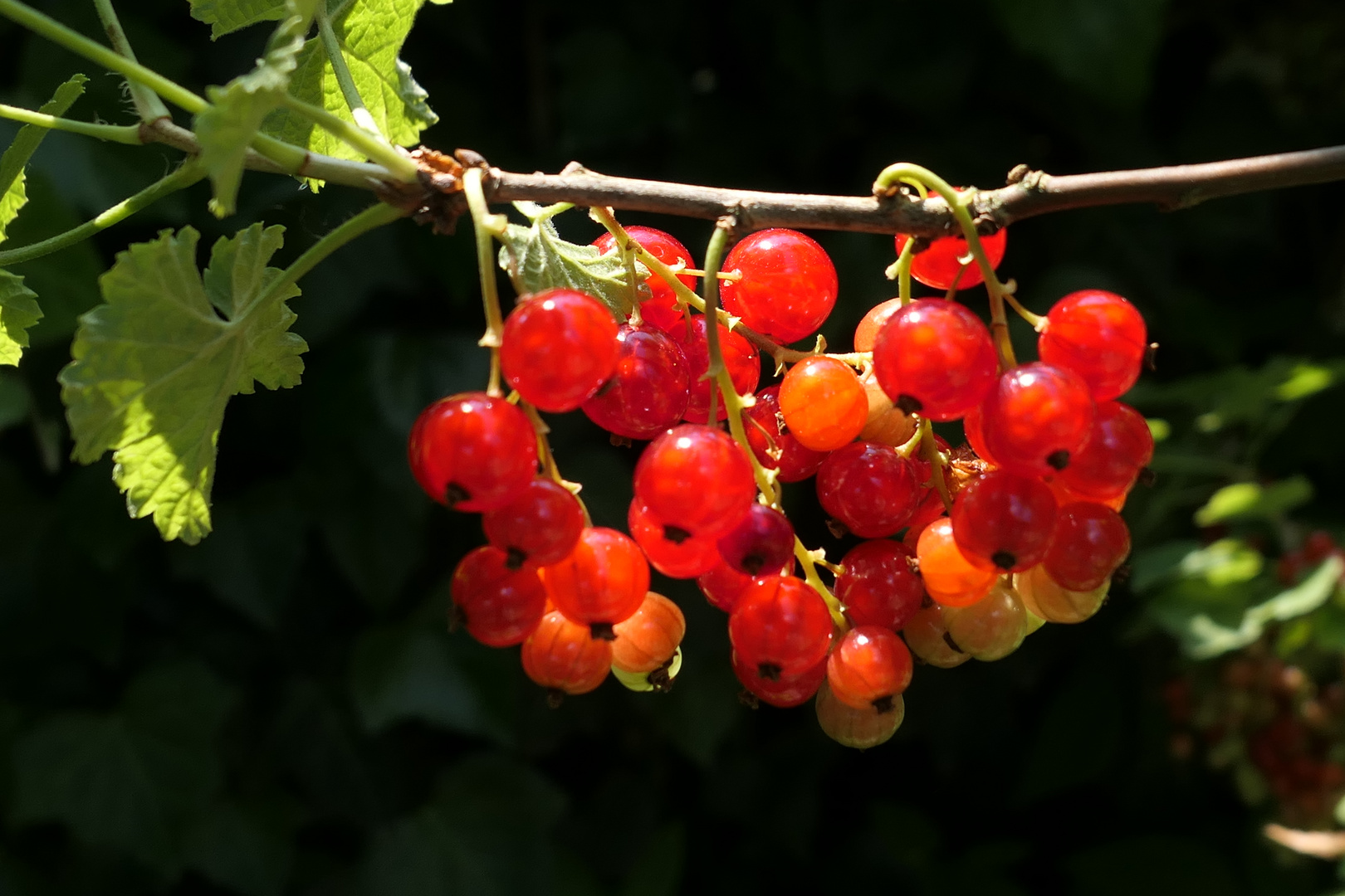 Johannisbeeren