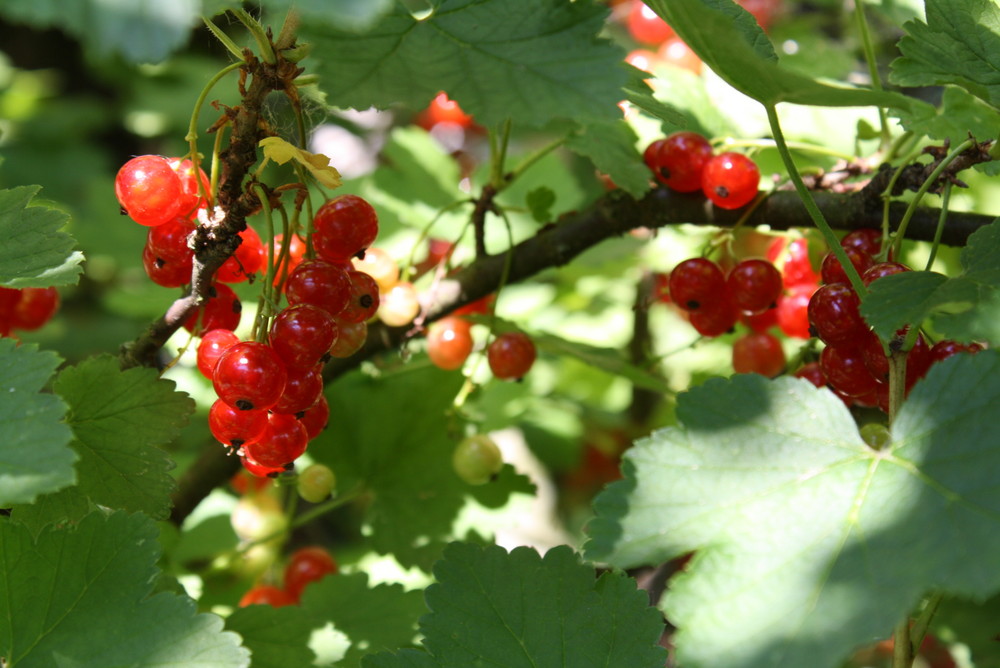 Johannisbeeren