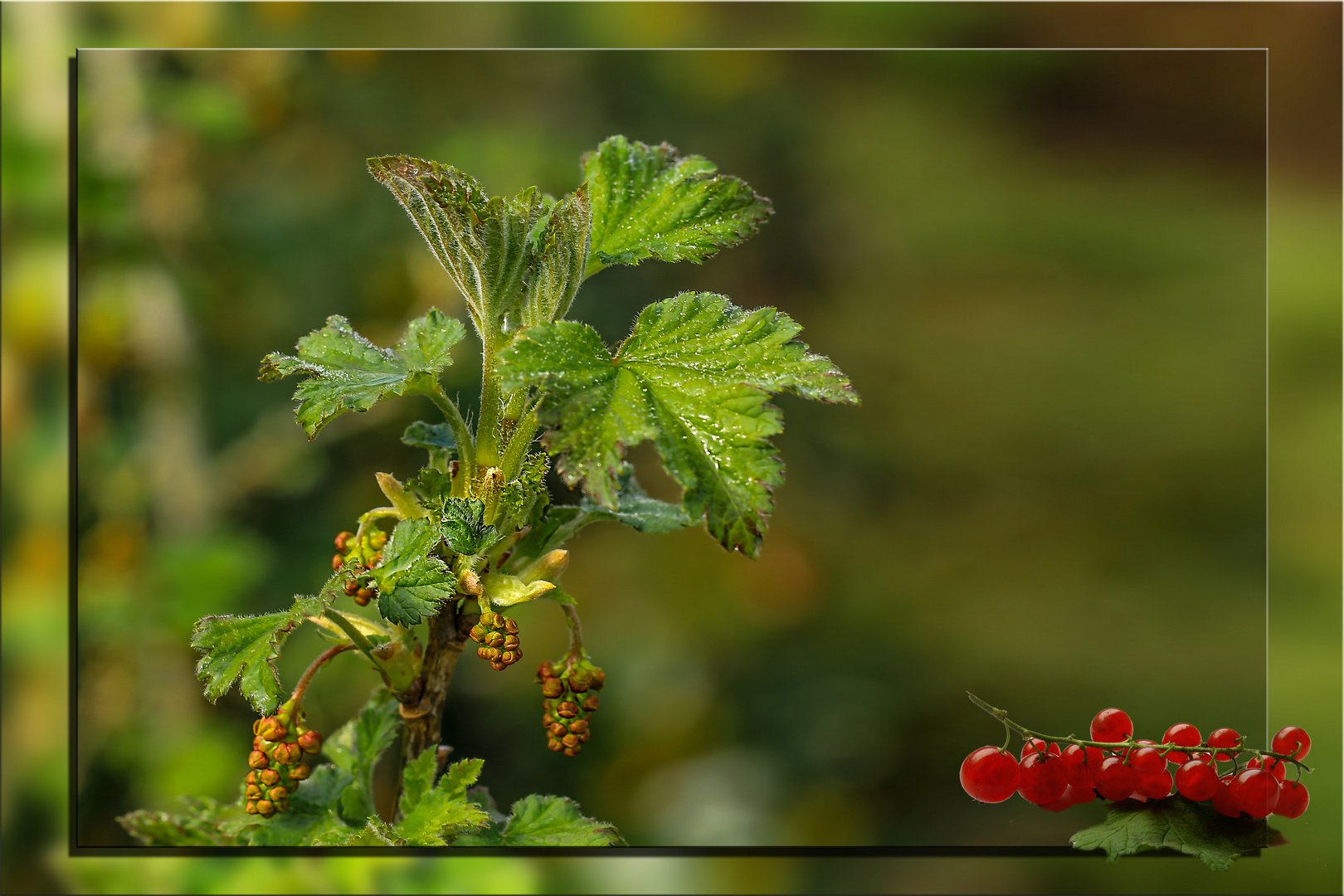 Johannisbeeren Foto & Bild pflanzen, pilze & flechten, bäume, blatt