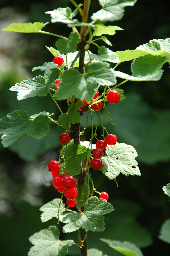 Johannisbeeren