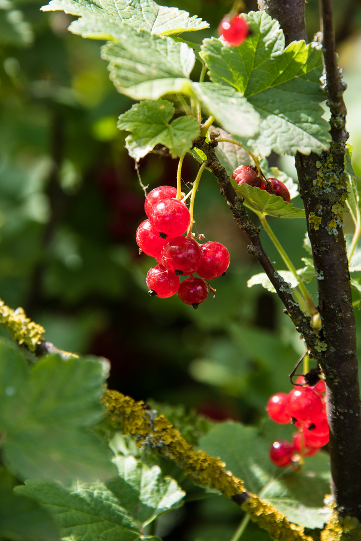 Johannisbeeren