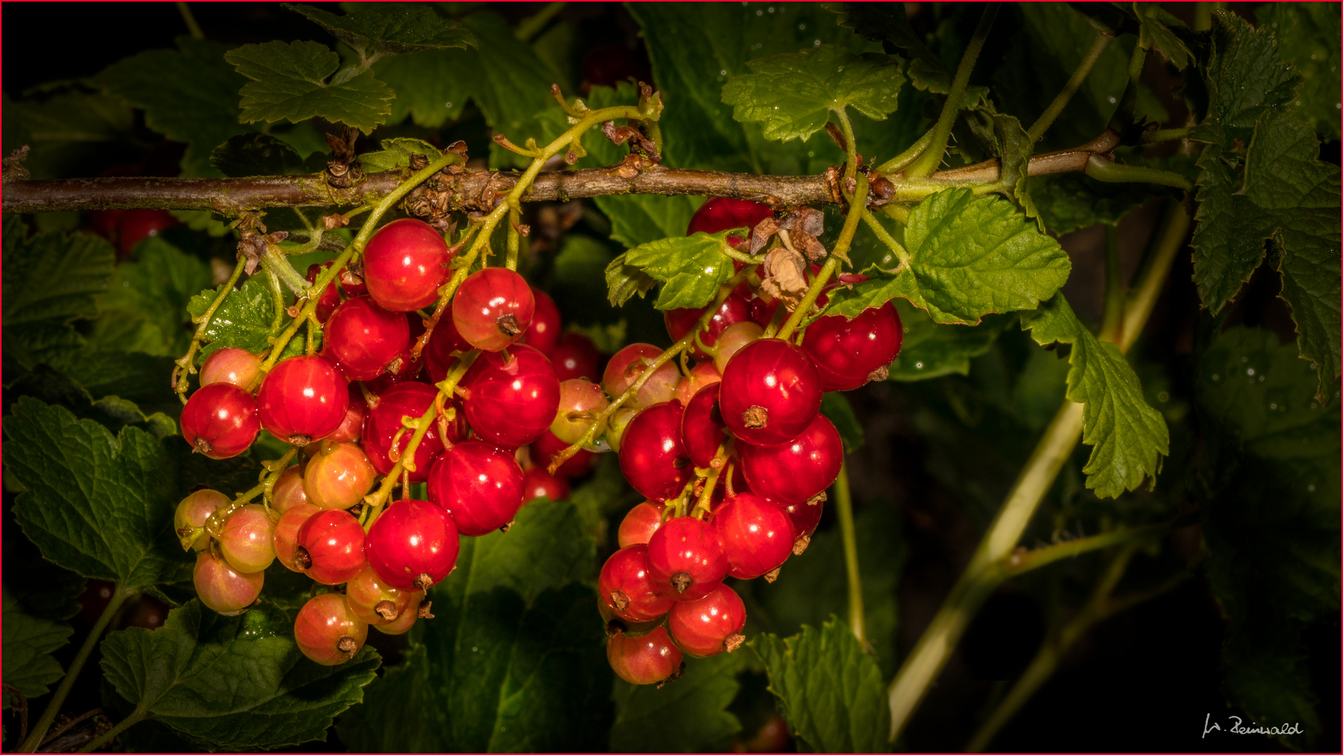 Johannisbeeren