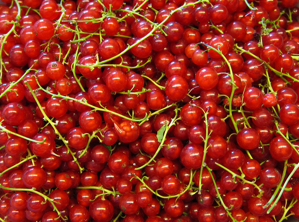 Johannisbeeren