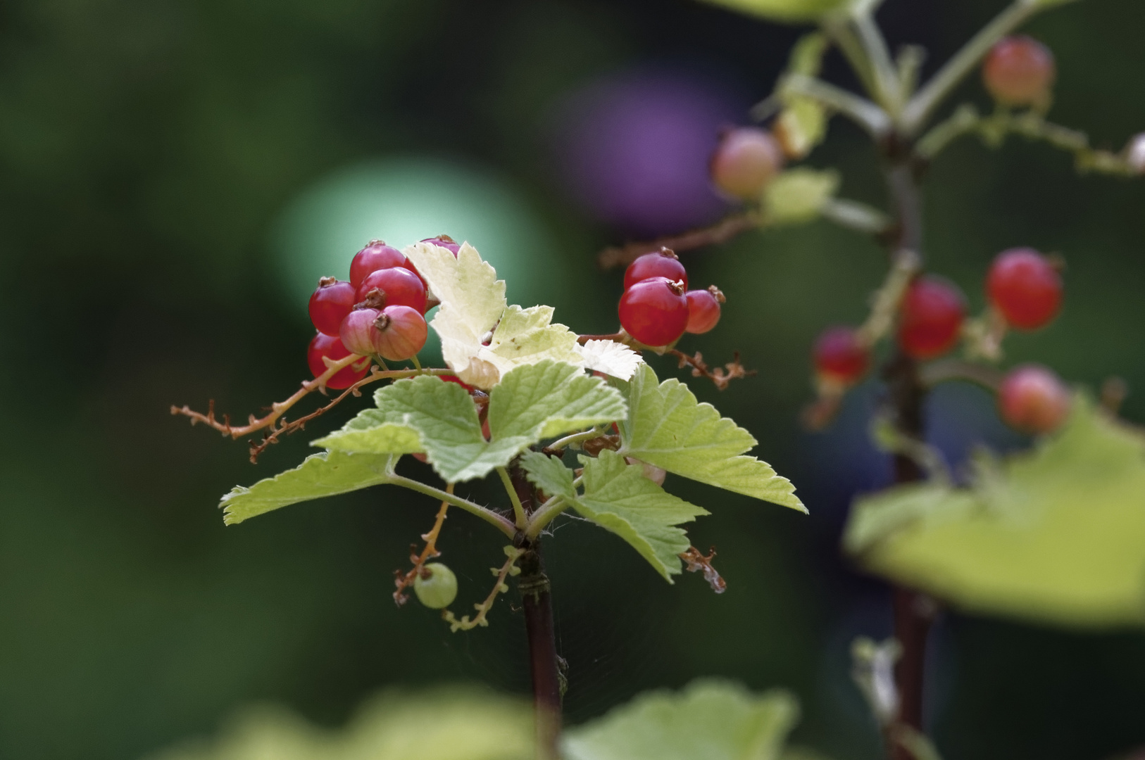 Johannisbeeren