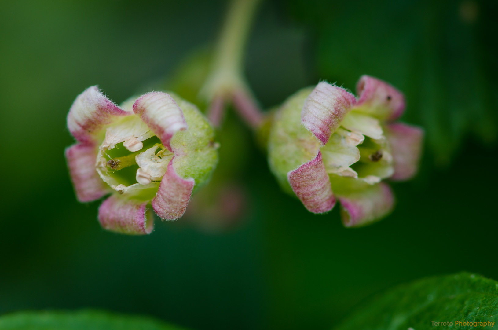 Johannisbeeren