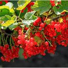 Johannisbeeren