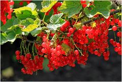 Johannisbeeren