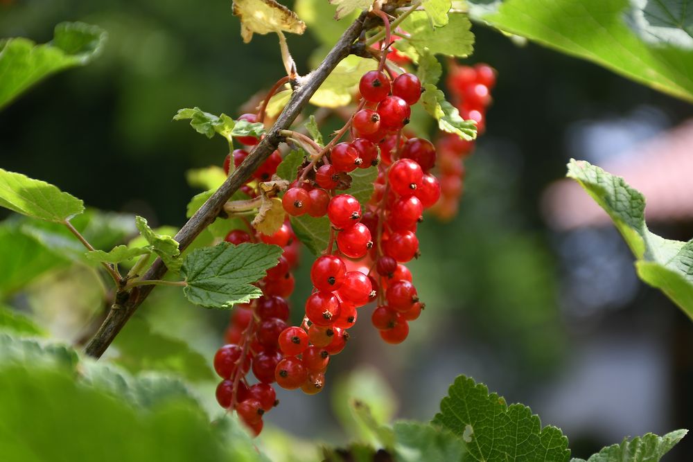 Johannisbeeren Foto &amp; Bild | rot, grün, natur Bilder auf fotocommunity