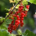 Johannisbeeren 