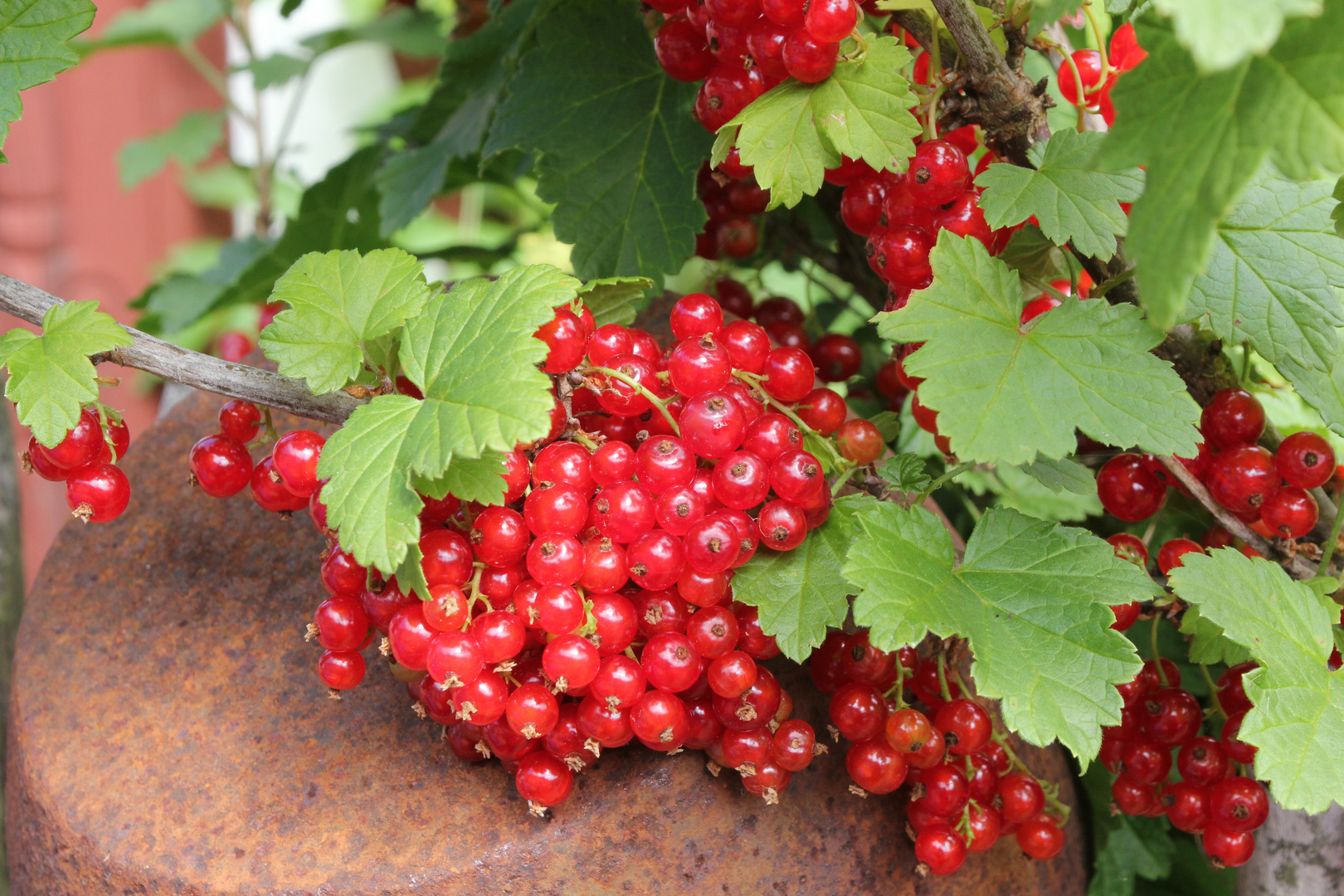 Johannisbeeren