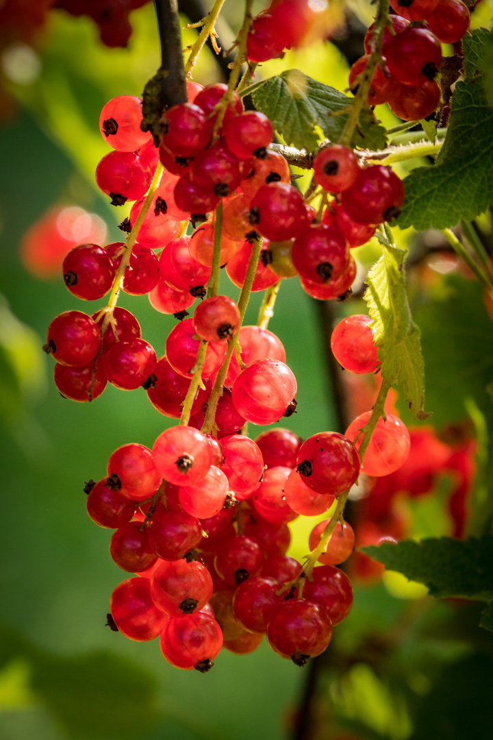 Johannisbeeren Foto & Bild pflanzen, pilze & flechten, früchte und
