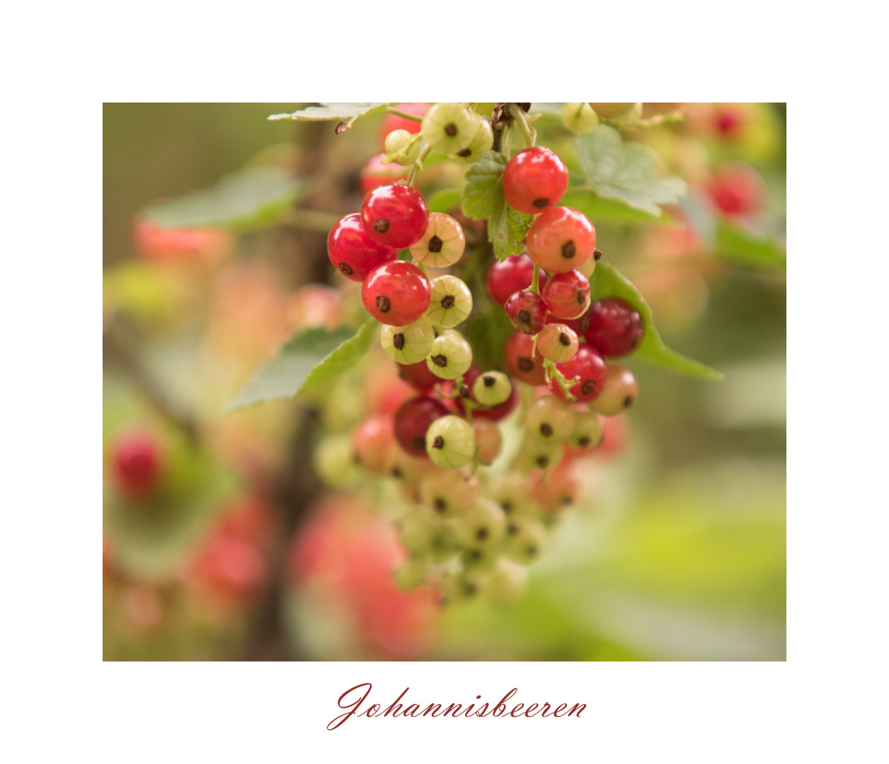 Johannisbeeren