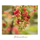 Johannisbeeren