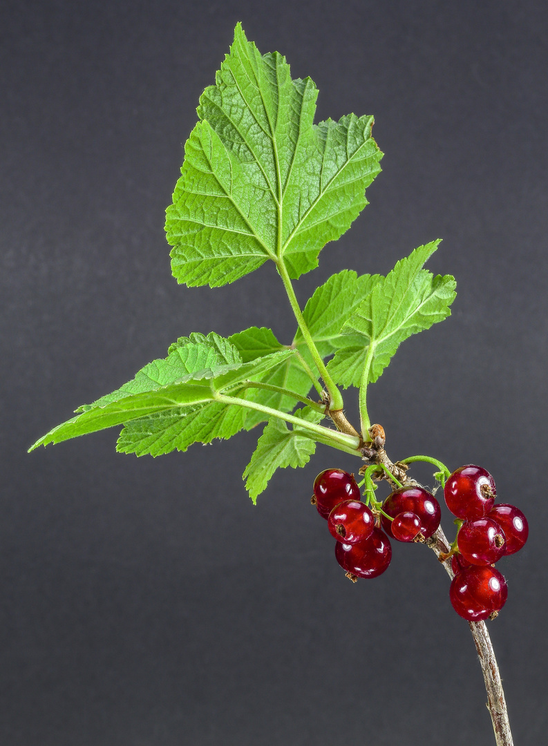 Johannisbeeren aus dem Garten