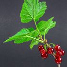 Johannisbeeren aus dem Garten