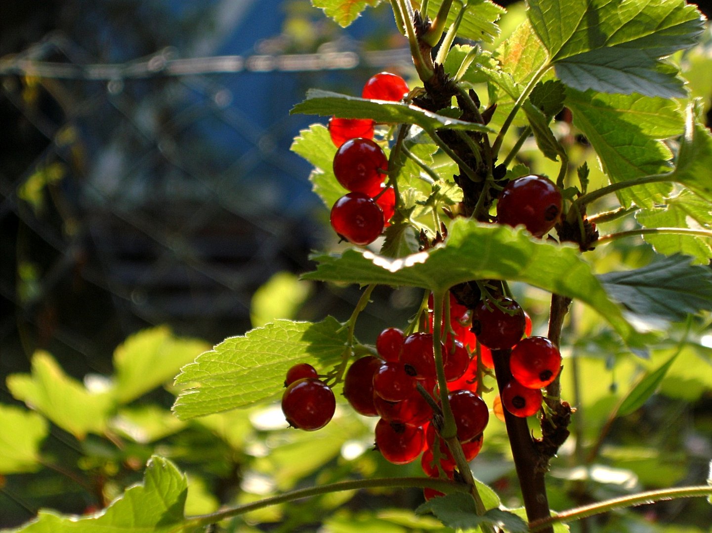 Johannisbeeren