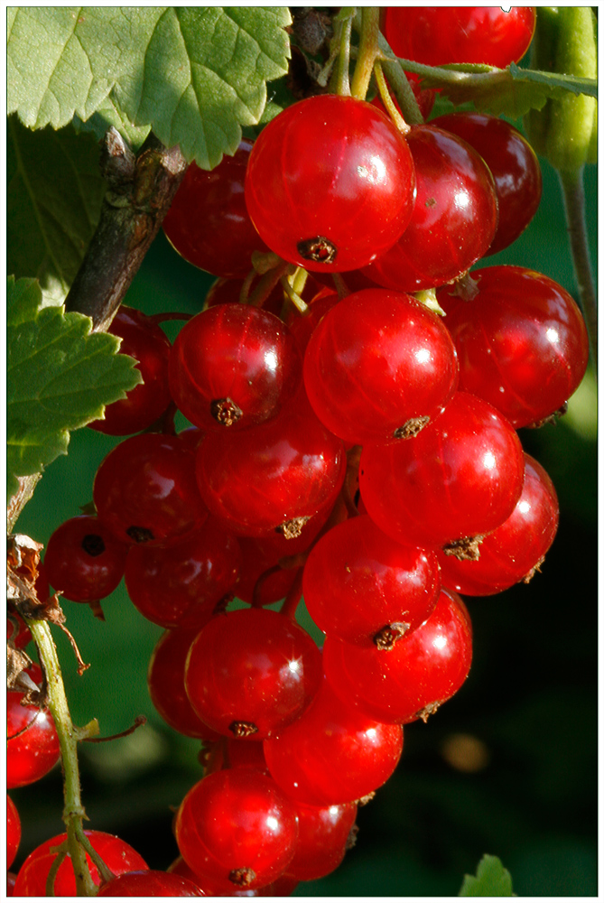 Johannisbeeren