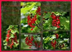 Johannisbeeren Collage