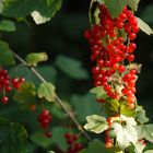 Johannisbeeren, currants