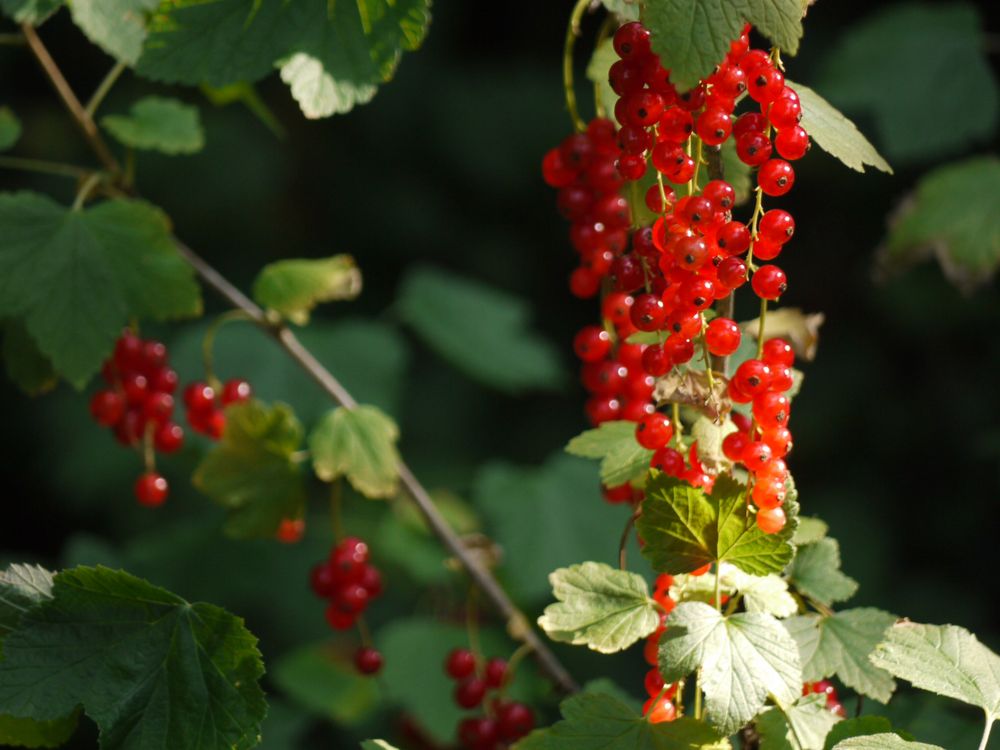 Johannisbeeren, currants