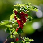 Johannisbeeren