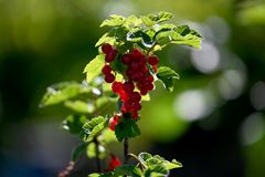 Johannisbeeren