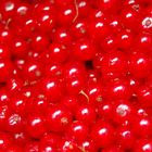 Johannisbeeren