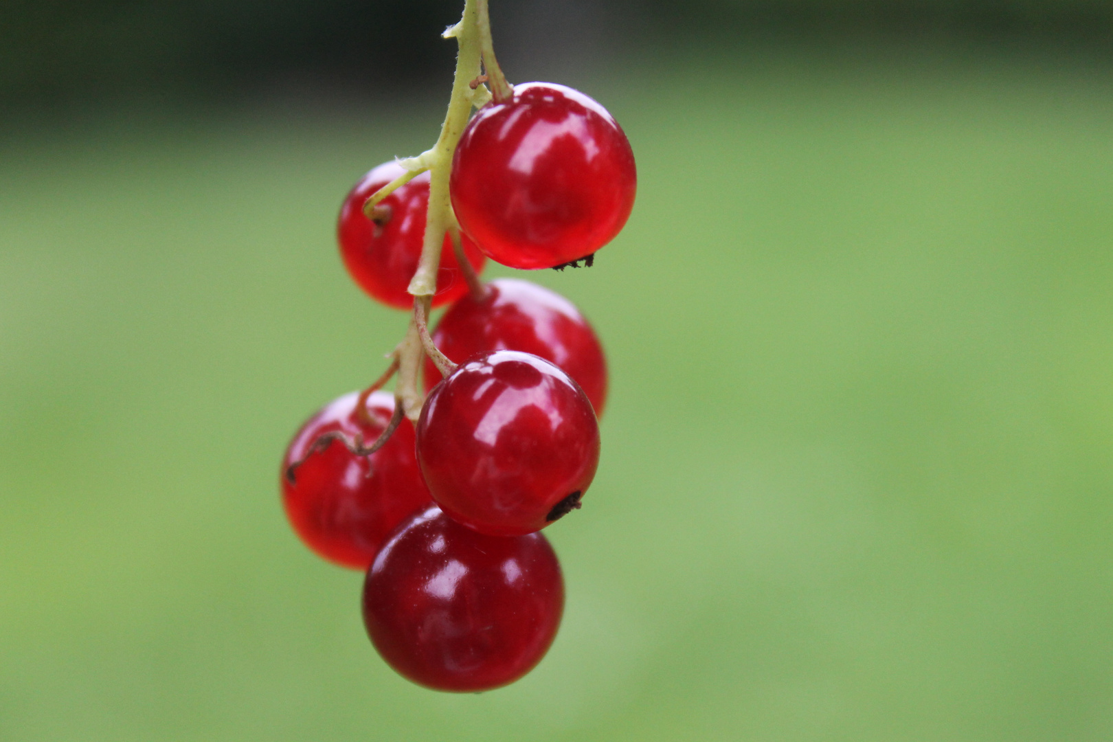 Johannisbeeren.