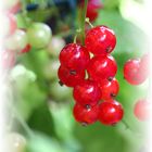 Johannisbeeren