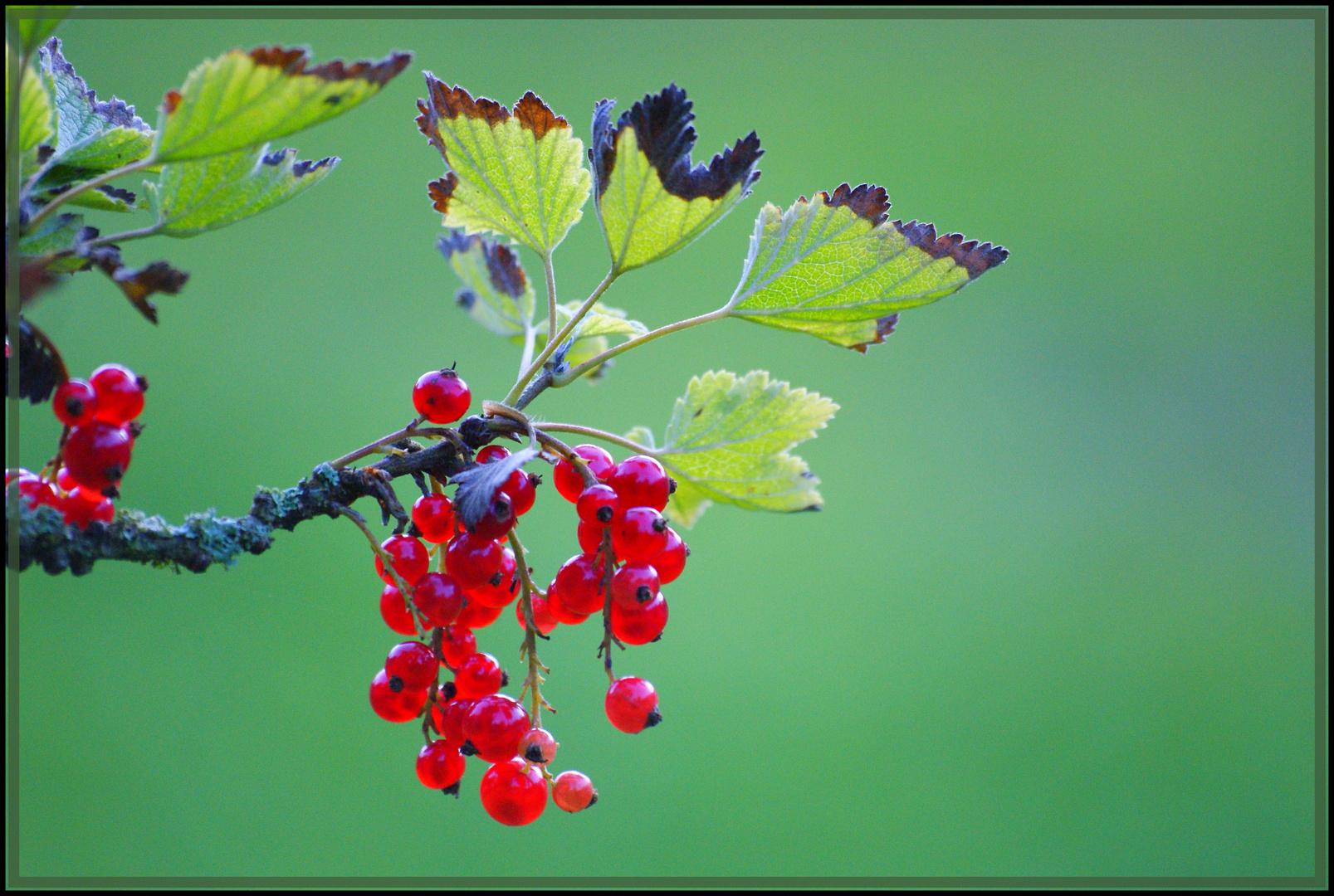 Johannisbeeren