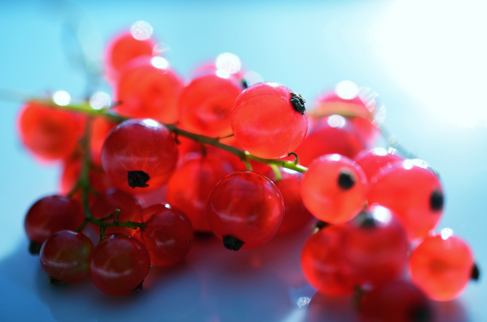 johannisbeeren im Focus