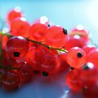 johannisbeeren im Focus