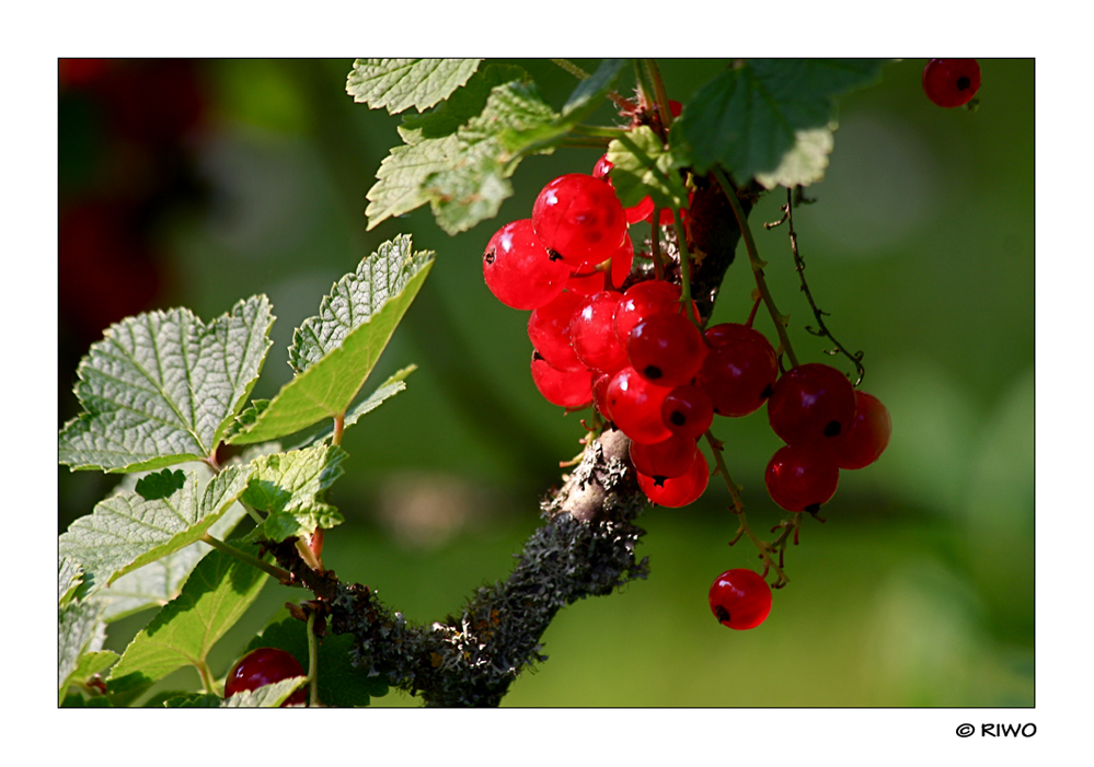 Johannisbeeren im Garten........