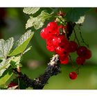 Johannisbeeren im Garten........