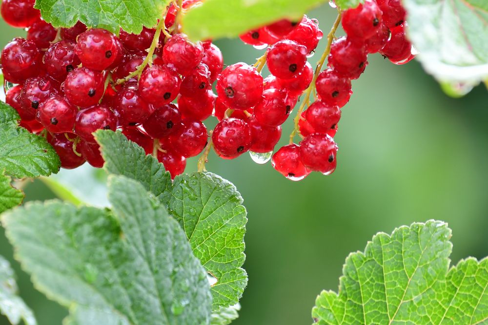 Johannisbeeren im Regen Foto & Bild frucht, pflanzen, obst Bilder auf