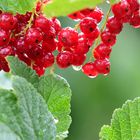 Johannisbeeren im Regen