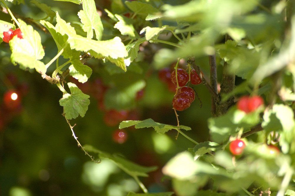 Johannisbeeren im Sonnenschein