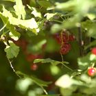 Johannisbeeren im Sonnenschein