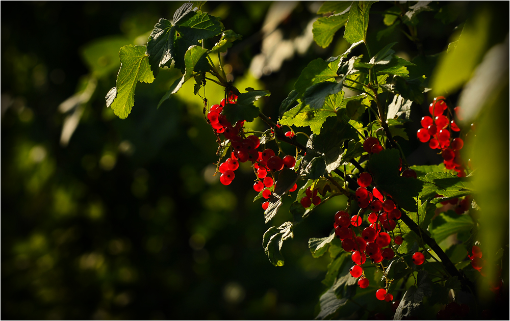 Johannisbeeren in der Abendsonne