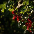 Johannisbeeren in der Abendsonne