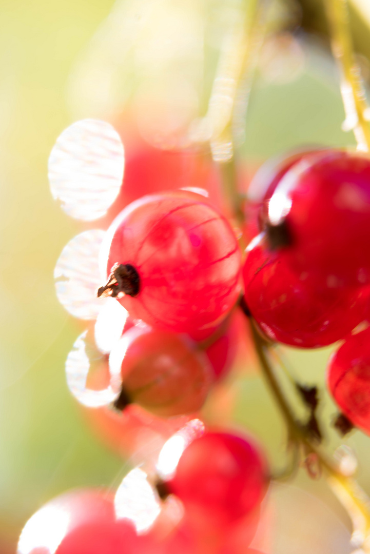 Johannisbeeren in der Sonne