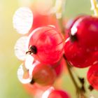 Johannisbeeren in der Sonne