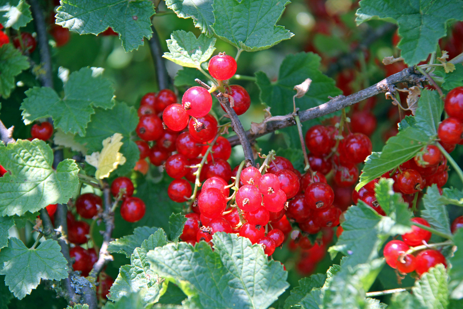 Johannisbeeren in meinem Garten Foto &amp; Bild | deutschland, europe ...
