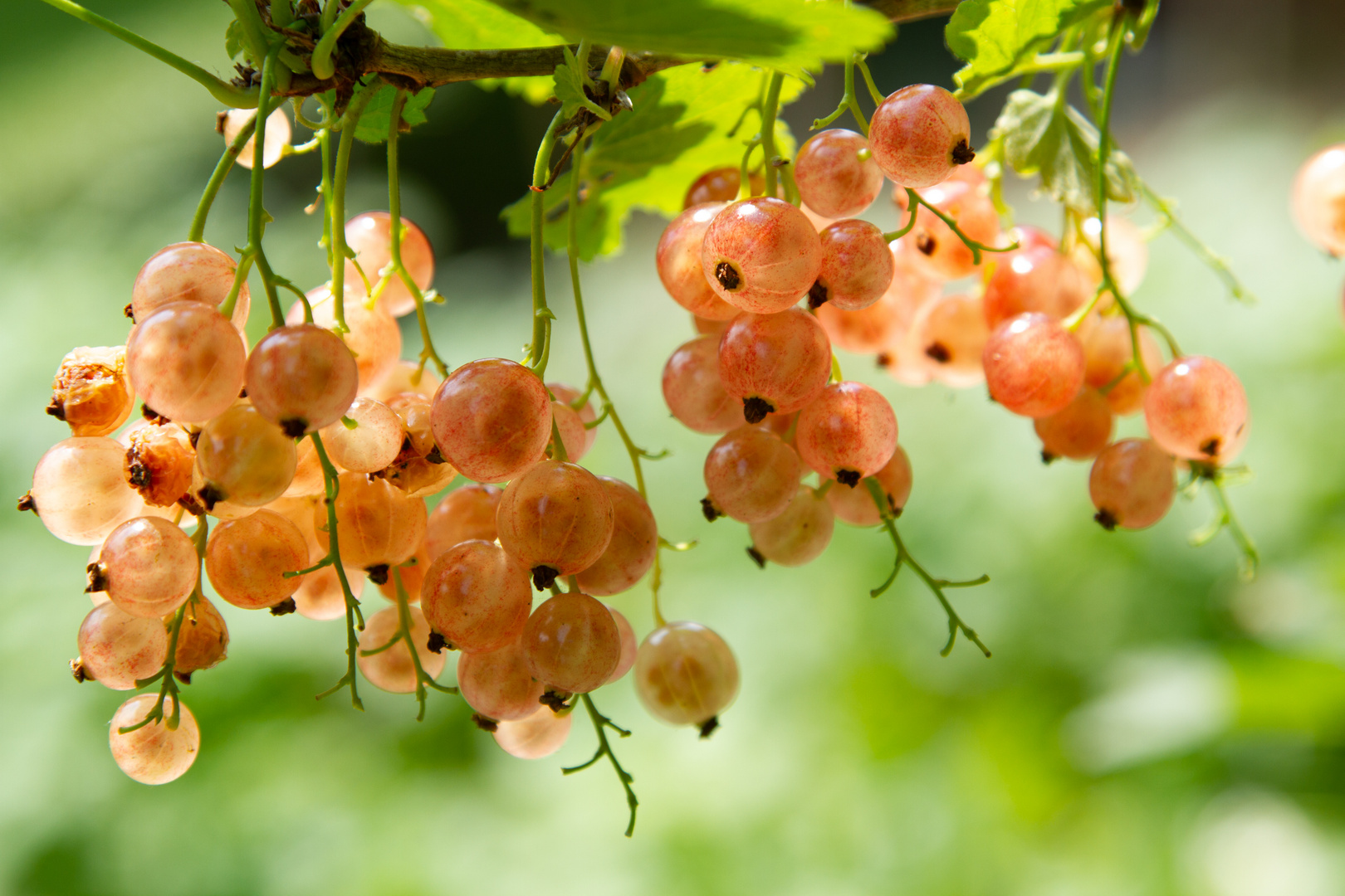 Johannisbeeren in meinem Garten 