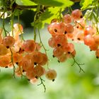 Johannisbeeren in meinem Garten 