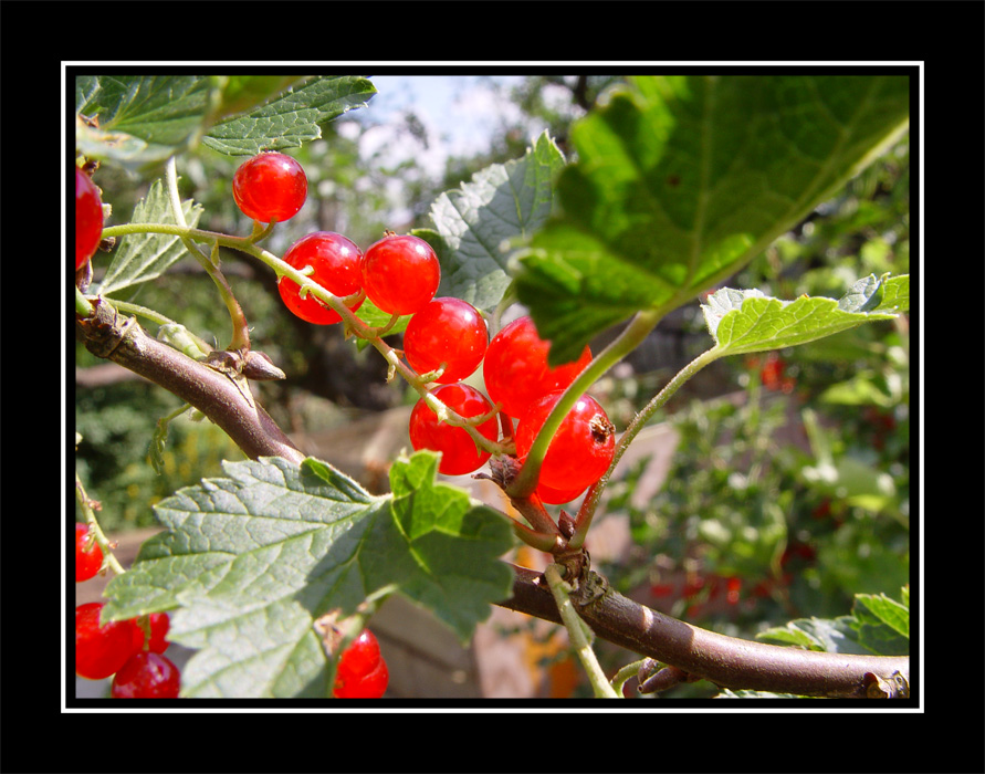 Johannisbeeren in Nachbars Garten