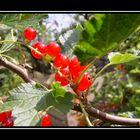 Johannisbeeren in Nachbars Garten