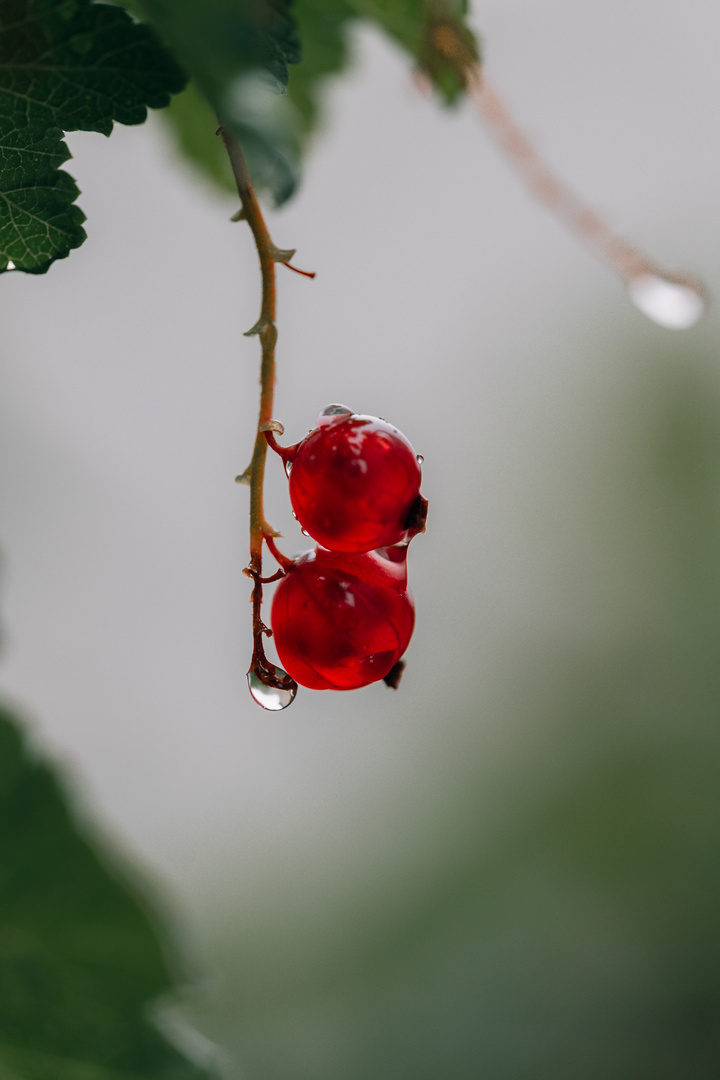 Johannisbeeren nach einem Regenschauer 