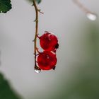 Johannisbeeren nach einem Regenschauer 