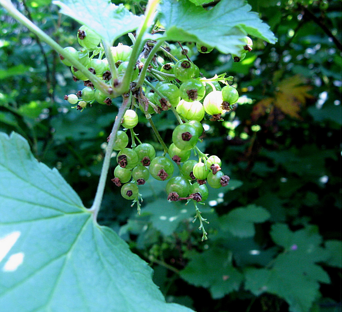 Johannisbeeren - noch unreif